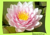 Lilia wodna różowa – Nymphaea „Hollandia”
