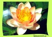 Lilia wodna pomarańczowo-różowa - Nymphaea „Aurora’’